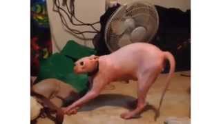 NAKED CAT VINE