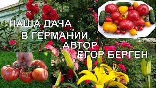Наша дача. Берген Егор. Gerhard Bergen. Помидоры/томаты около 1,5 кг, огурцы, море цветов.