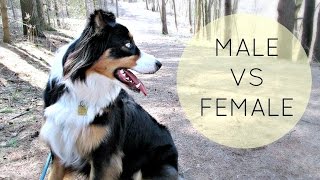Puppy Series: Choosing a Male or Female Puppy