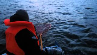 Fishing, trolling, ловим судака на дорожку на Ладоге.