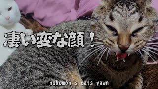 猫のあくび、超変顔 nekomon's cats yawn