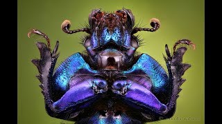 Нашел странного ЖУКА - Атакуют змеи и ящерицы - Дядя Женя Стал человеком жуком