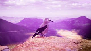 Spiritual Awakening | 432Hz Miracle Music Healing | Enhance Positive Energy | Spirit Frequency Music