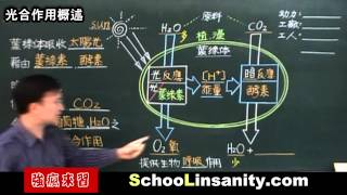 強瘋來習-國中生物03-光合作用
