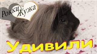 Все о морских свинках.