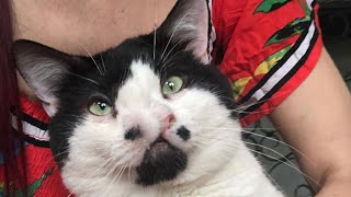 Two-nosed cat finds forever home