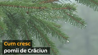 Pepinierele au început vânzările de brazi