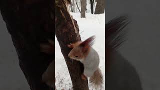 Две голодные белки / Two hungry squirrels