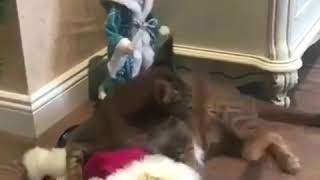 Жестокое нападение на деда мороза!!! Подробности ниже