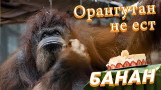 ОРАНГУТАН в зоопарке не ест БАНАН. А он не так прост как кажется.Video Trawl #001