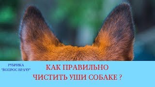 27.04.18 Отит у собаки. Чистка ушей и лечение наружного отита