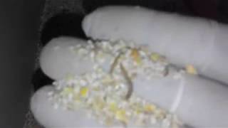 مشروع انتاج وبيع دود القبابي mealworms