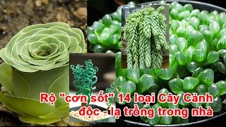Rộ "cơn sốt" 14 loại Cây Cảnh độc - lạ trồng trong nhà
