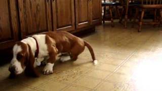 Forrest VS the vacuum