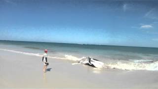 Burns Beach whale W.A