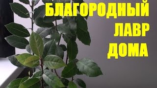Лавр благородный. #лавр