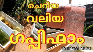 #guppy_farm #fishfarming #Guppyfarm_kerala