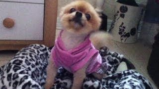 Doggy Diva Growls at Paparazzi