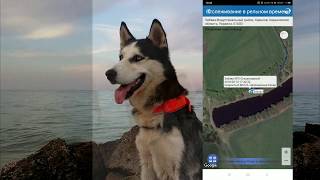 Охотничий GPS трекер ДеМС отслеживание в реальном времени - GPS Tracker DeMS in Real time