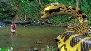Anaconda 3   Filme de terror Dublado Excelente   Em HD 720p