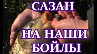 Сазан на наши бойлы
