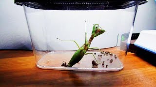 FEEDING MY PET'S,PRAYING MANTIS,BETTA FISH,AND BIG SPIDER,