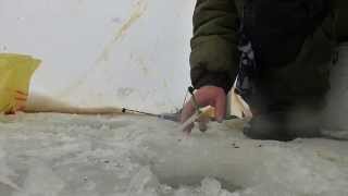 Зимняя рыбалка 2015. Белгородское водохранилище. Соломино. 07.02.2015. Ловим лещика!