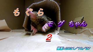 もぐら　モグちゃん２