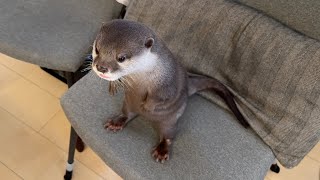 ジャーキーを取り立てに地の果てまで追いかけてくるカワウソ Otter chase me to the ends of the earth to collect jerky