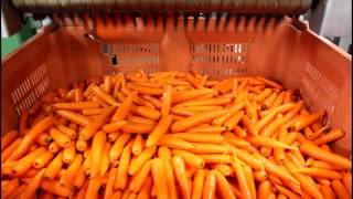 Western Australian Carrots - from paddock to you