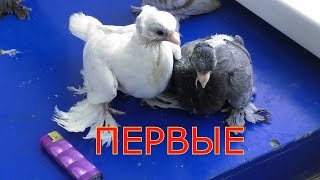 ПЕРВЫЕ ПТЕНЦЫ. ДО ВЕСНЫ ЕЩЁ ДОЛГО. БОЙНЫЕ ГОЛУБИ.