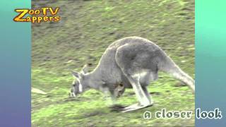 ZooZappers - Kangaroo family - Kangoeroe