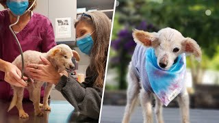 Woman brings home elderly shelter dog to make him happy in final years