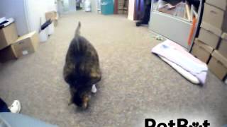 PetBot - PetSelfie From Animal Shelter Cat!