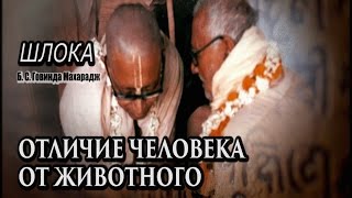 Шлока | Отличие человека от животного