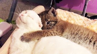 Кот Пусси (после кастрации) и котёнок рыси :3 Ханне здесь 40 дней