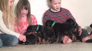 Doberman puppy litter sired by Obi-Wan Kenobi de GRande Vinko