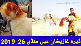 maweshi Mandi Dera Ghazi Khan Mundra Chatra 2019 26  - 2020 ! 1 + 03354746487  pure Mandir Chatra