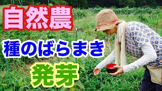 #8【自然農法】種のばらまき後の発芽レポート★ややマニア向け