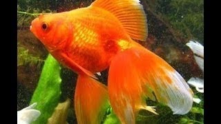 Золотая рыбка - Goldfish