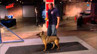 Pastor belga - Malinois