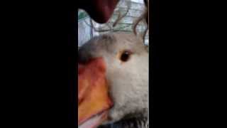 Goose tries to have sex with my head