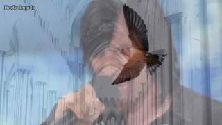 Darek Hendel - Jaskółka uwięziona (cover)