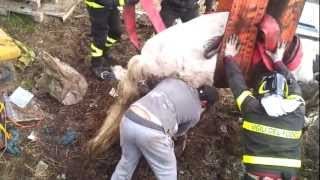 salvataggio cavallo Cadibona -Savona-
