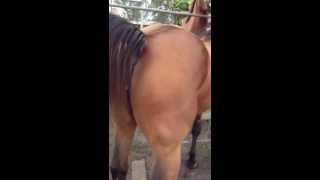 Horses mating