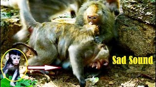 Cannot Watch Newborn Daniala & Mom Dana Seriously Attacking By Leader Monkey Jill, God Bless baby