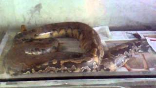 curtus breeding by Alex - Breeding project 2011