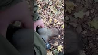 Белка не стесняется залезать в мой карман / Squirrel doesn't hesitate to get into my pocket