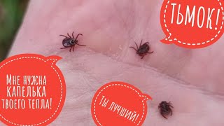 Осторожно, клещи! Зима близко, все хотят есть