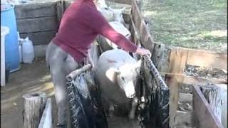 40 Años de la raza Texel en Uruguay